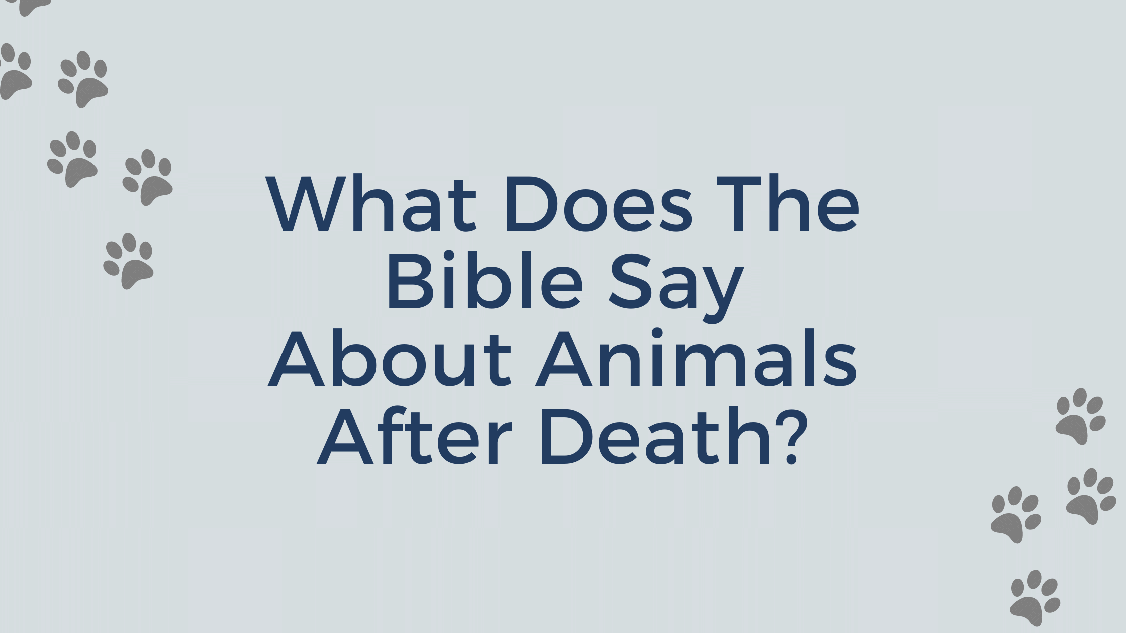 What Does The Bible Say About Animals After Death